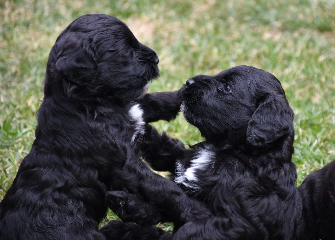 Portugisisk Vannhund valper