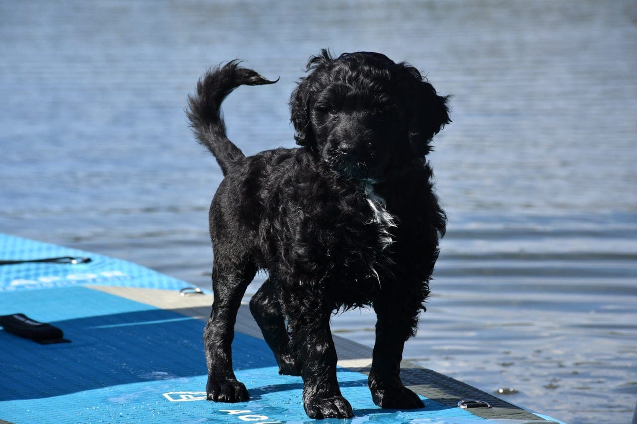 Portugisisk Vannhund valper - Ledige hannhunder
