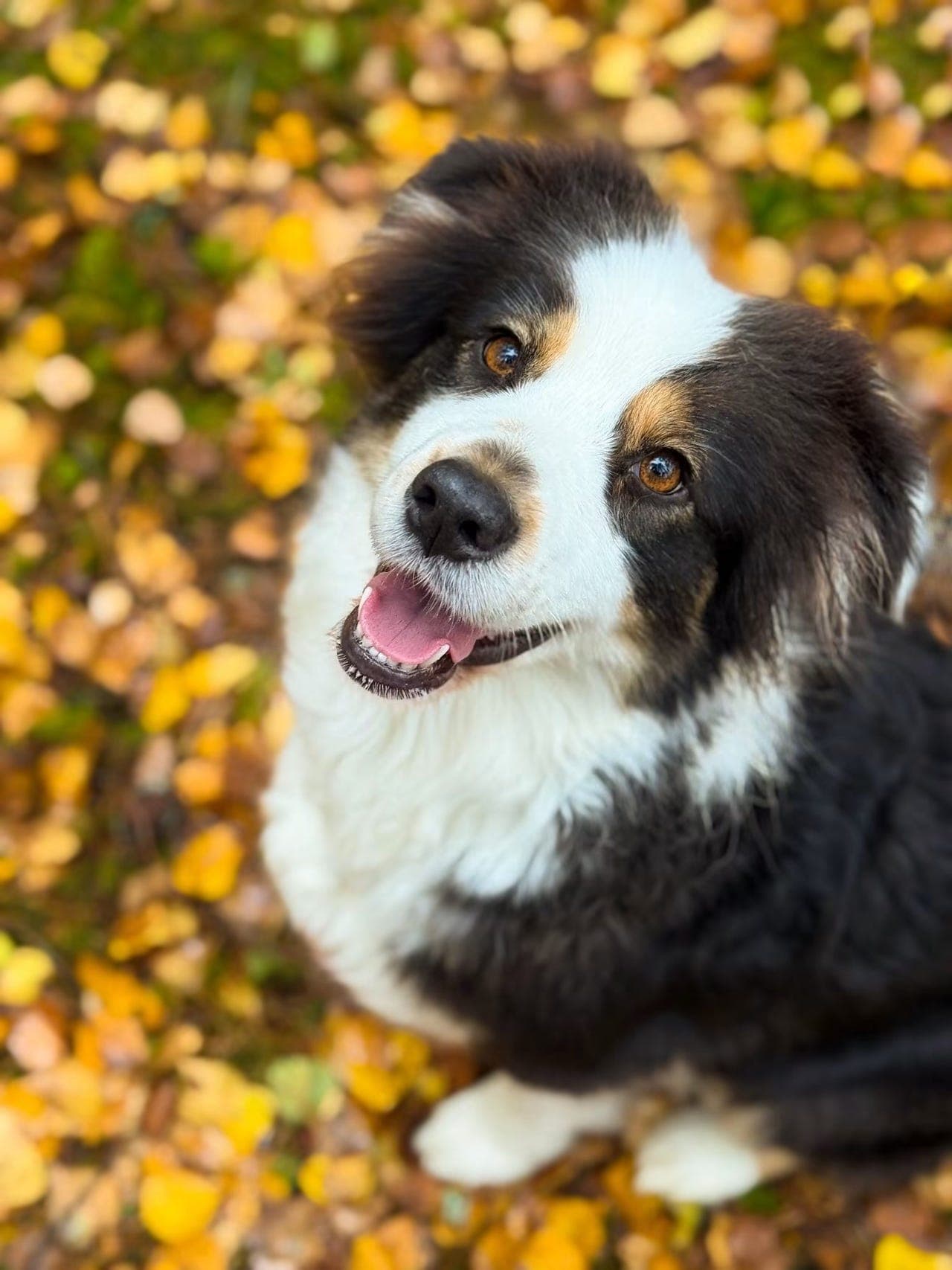 Australian Shepherd valper