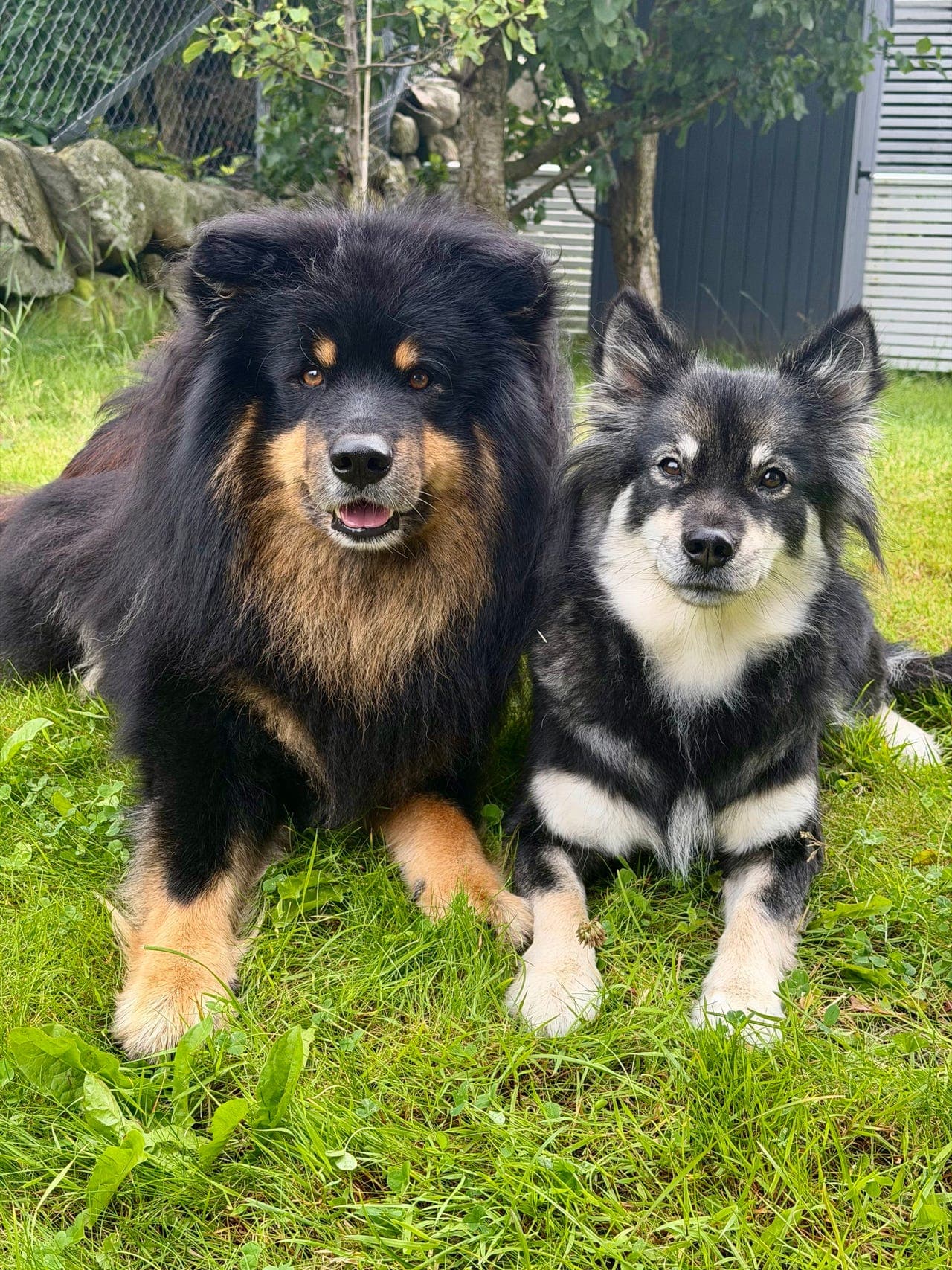 Finsk lapphund valper