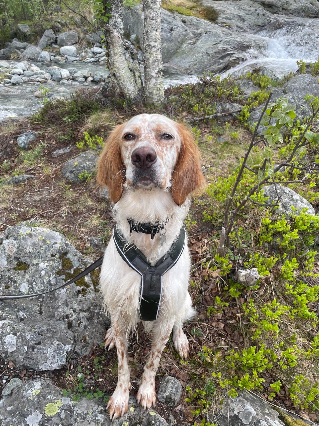 Jakttrent Engelsk setter