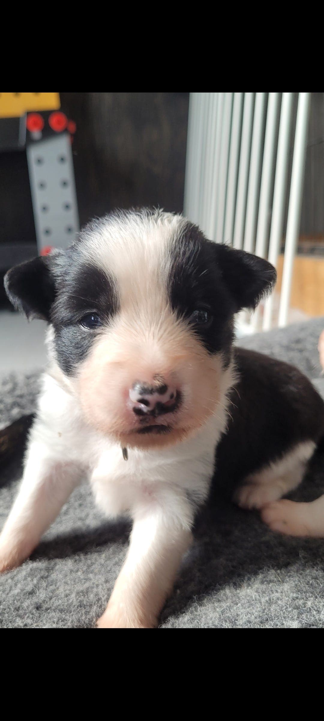 Border collie