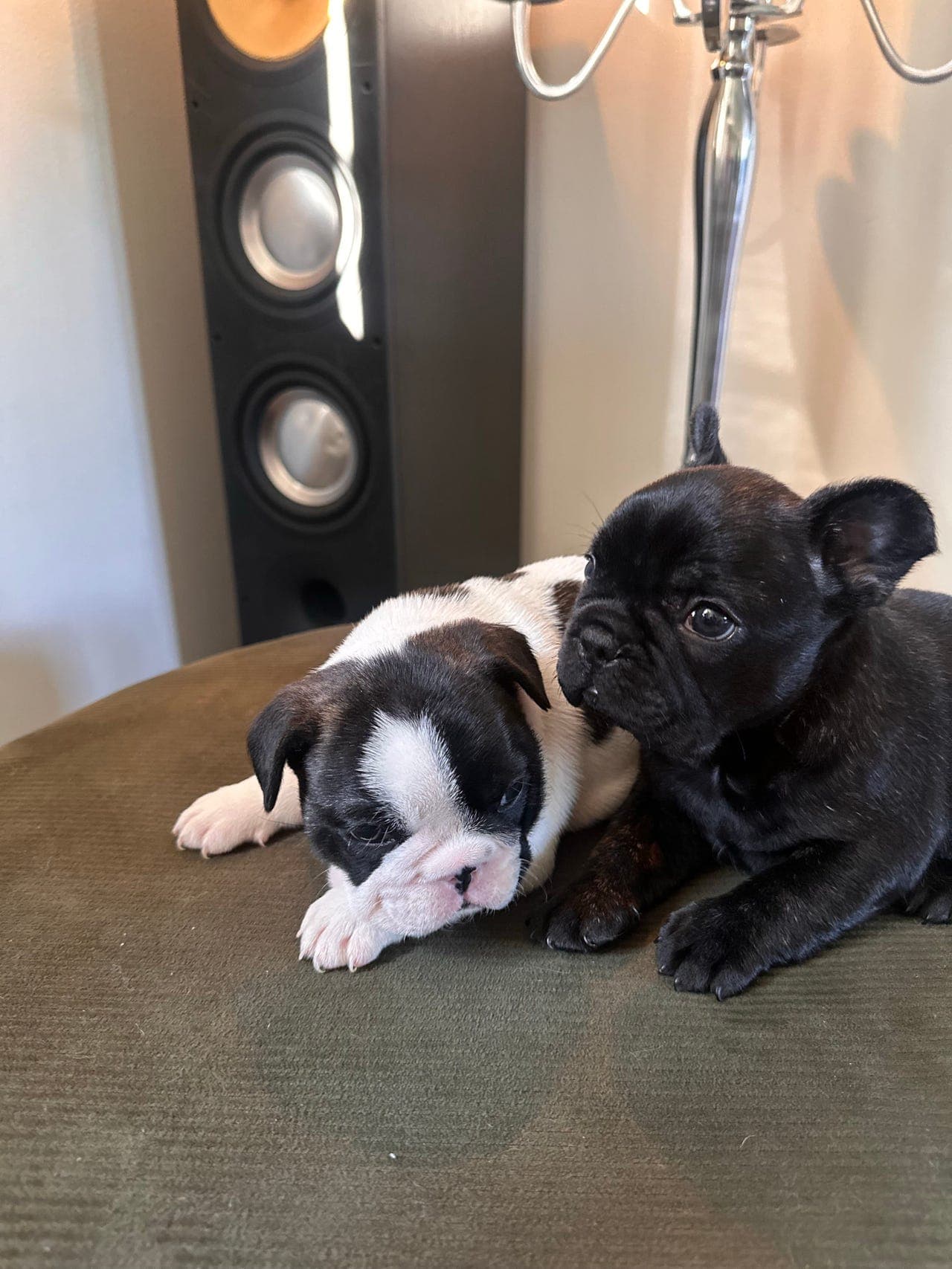 Fransk bulldog-valper – Leveringsklare 15. august