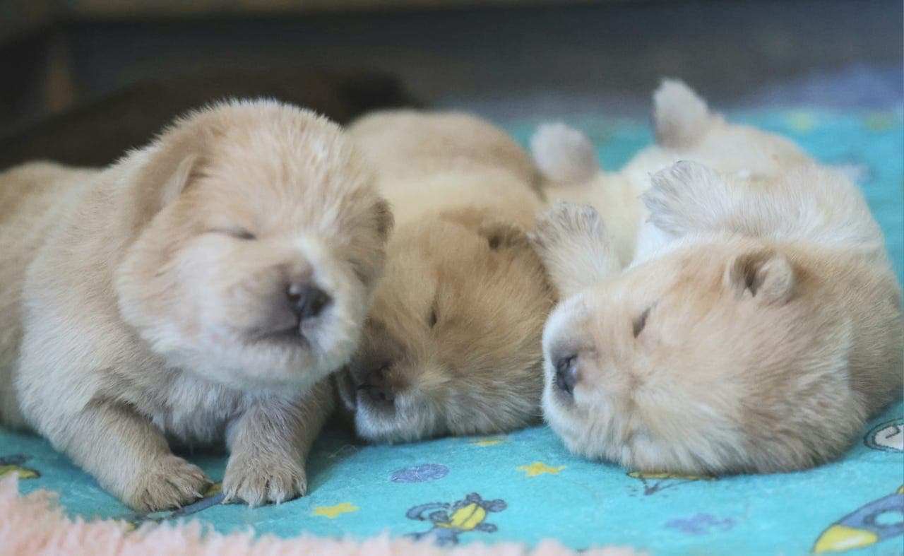 Chow chow valper
