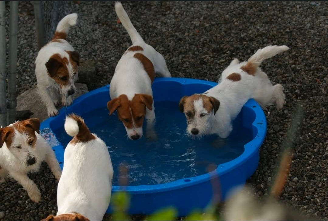 Forvært søkes til jack russell  terrier  tispe .