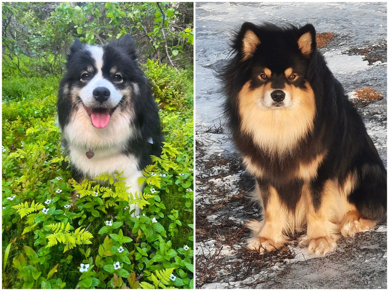 Finsk lapphund kull ventes🐶✨️