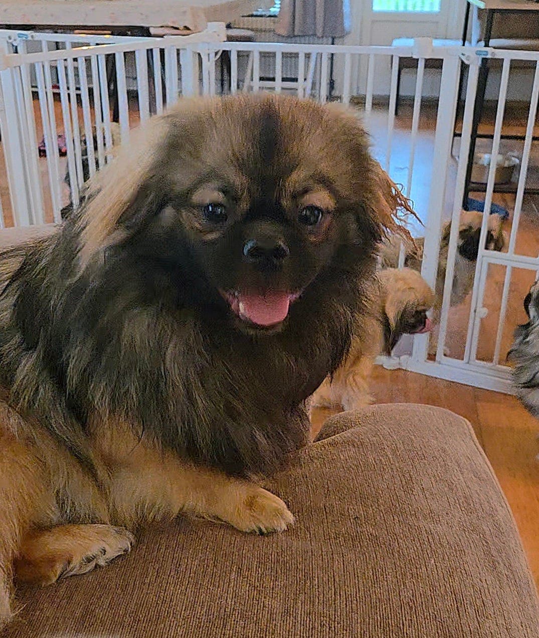 Tibetansk spaniel hanne