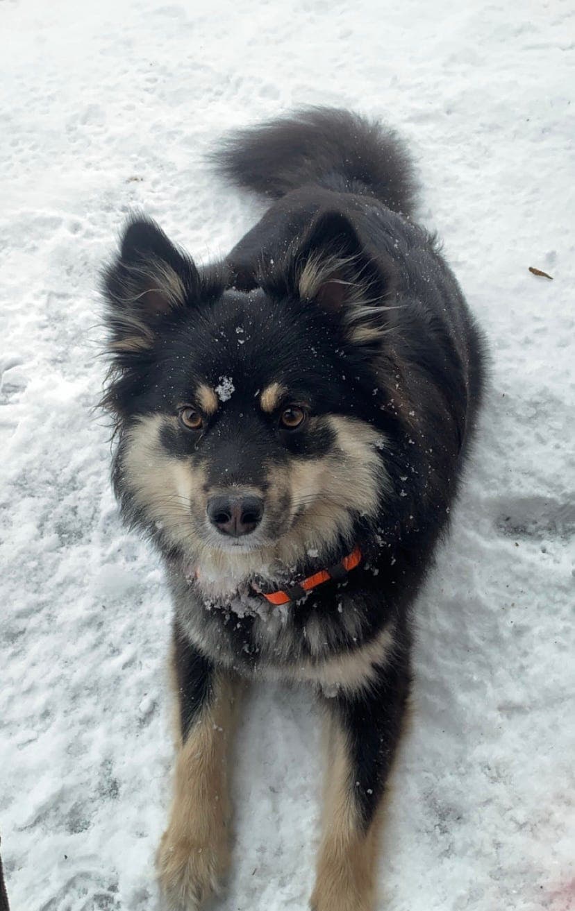 Finsk Lapphundvalper