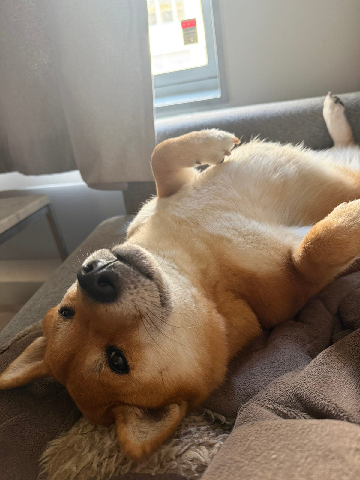 Søker bonushjem i Oslo området. Søker du å ha en nydelig Shiba Inu av og til?