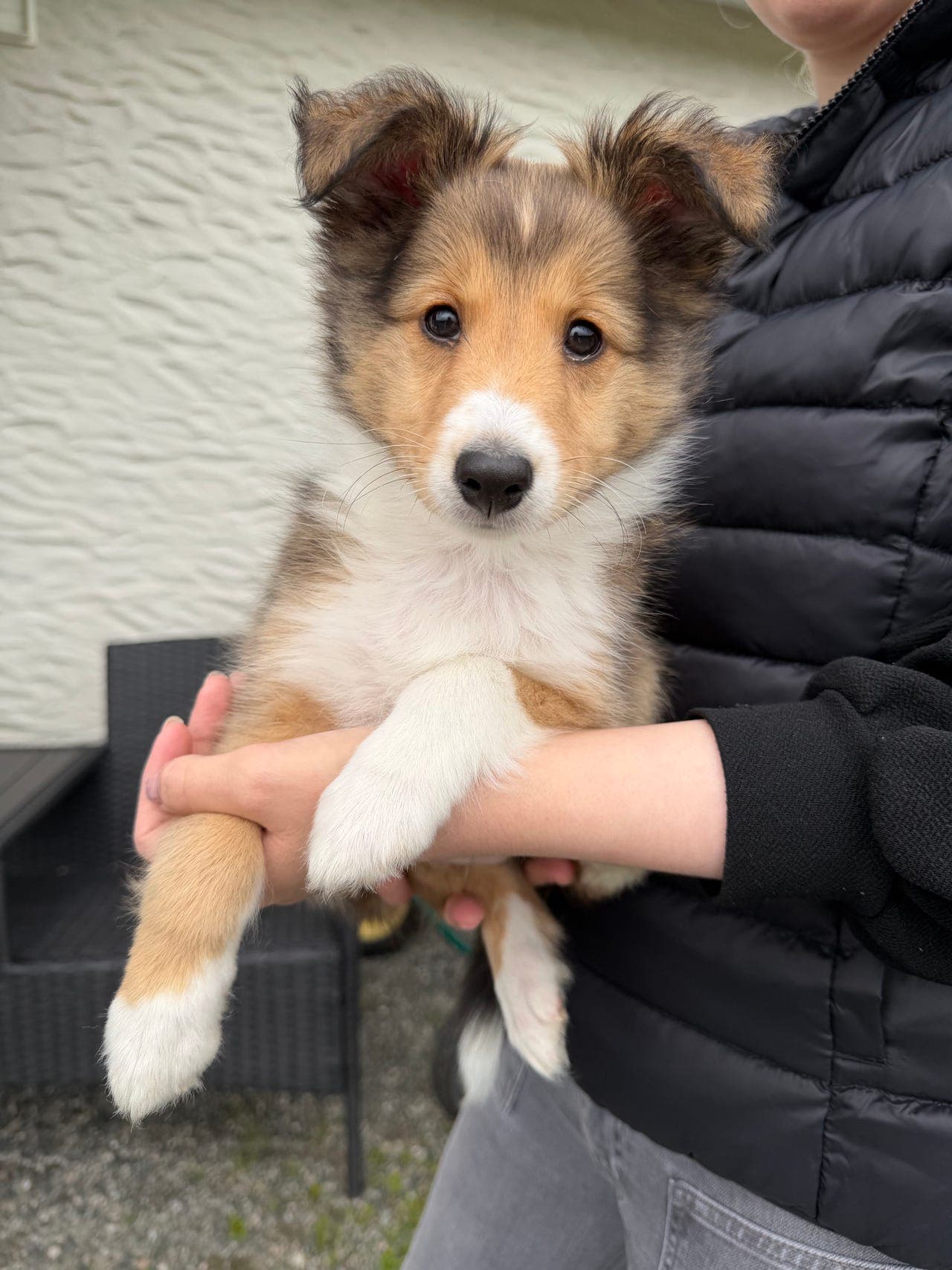 To herlige Shetland Sheepdog-gutter søker sine nye hjem
