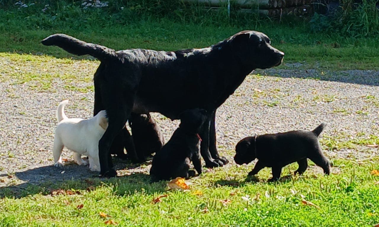 Labrador retriever tispevalper med levering i september