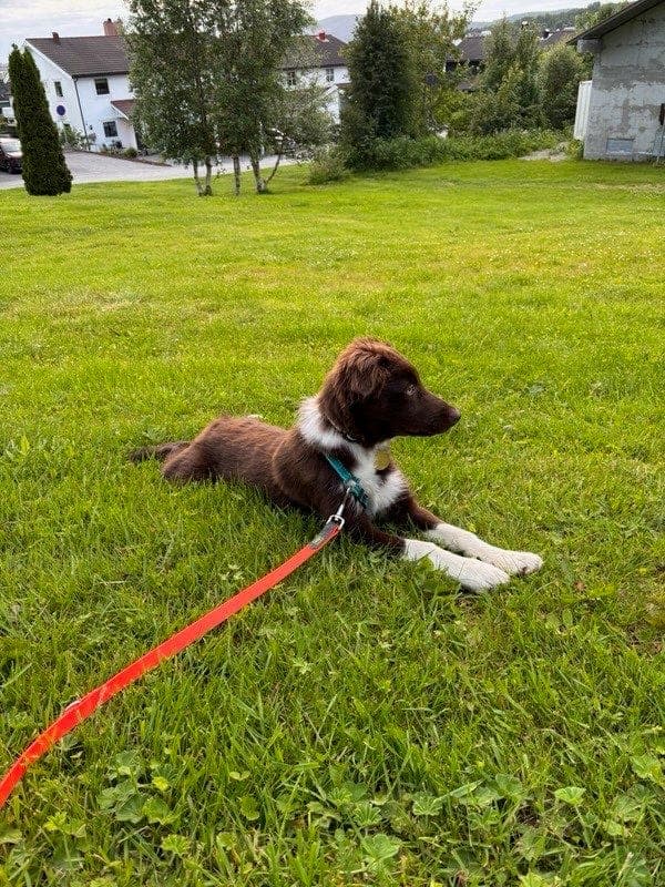 Border collie valp omplasseres