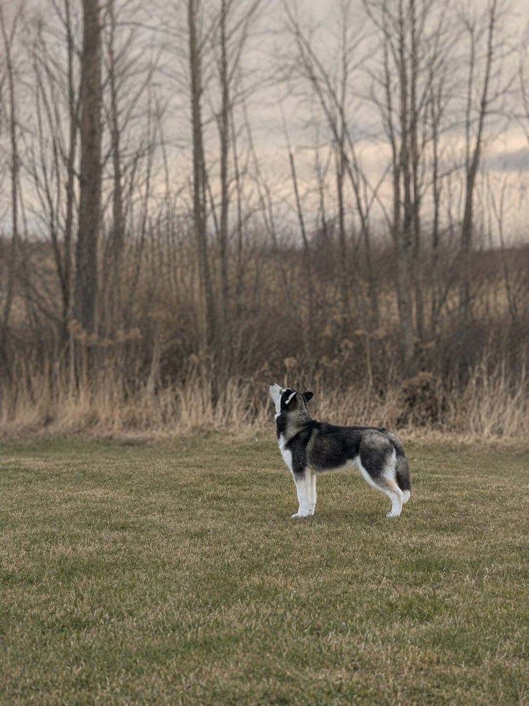 Siberian Husky hannhund