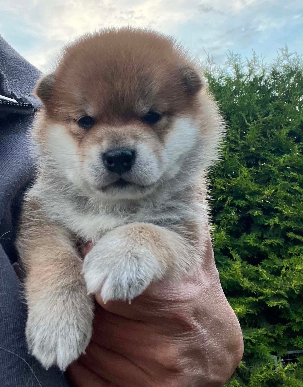 Shiba valp leter etter sin nye familie