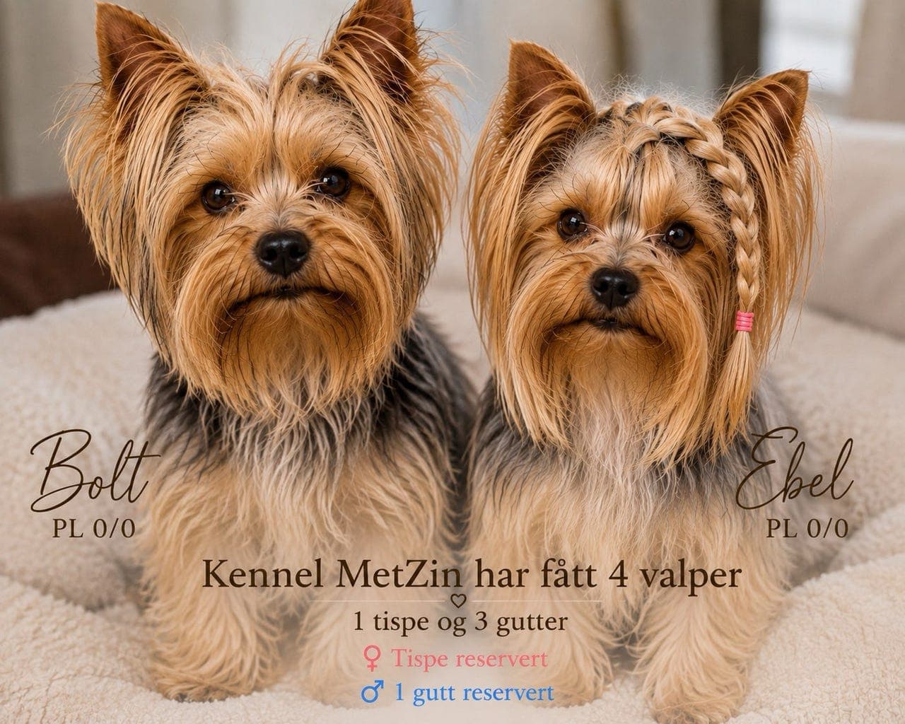 Yorkshire Terrier valper