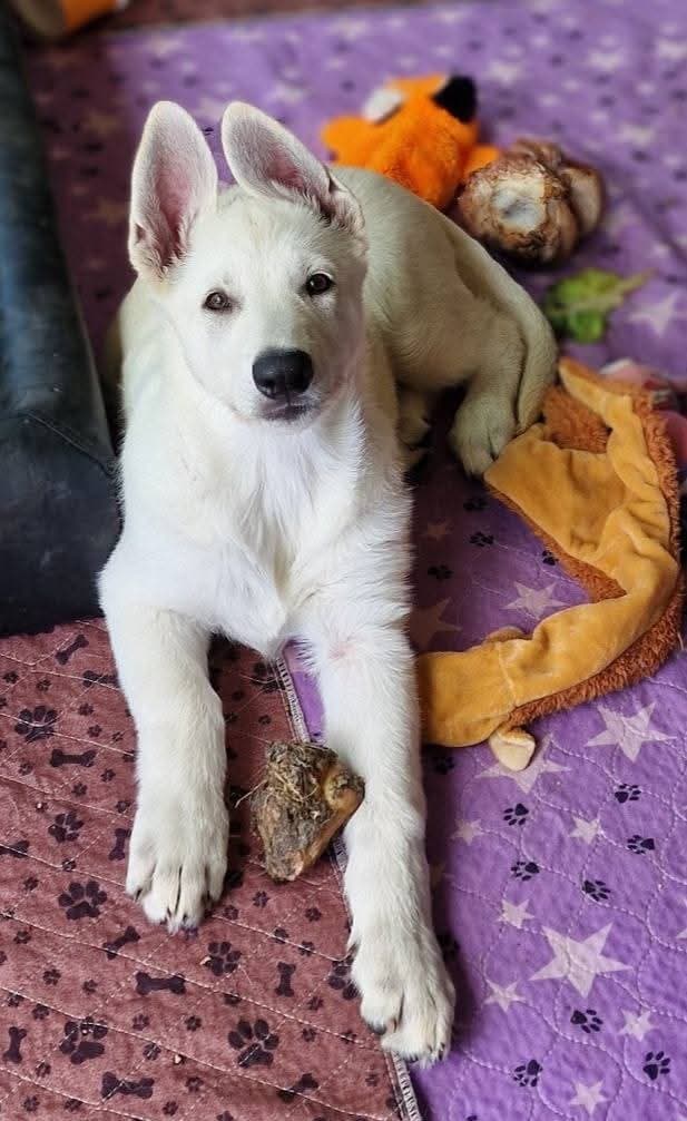 Lovende og flott tispevalp - Hvit Gjeterhund