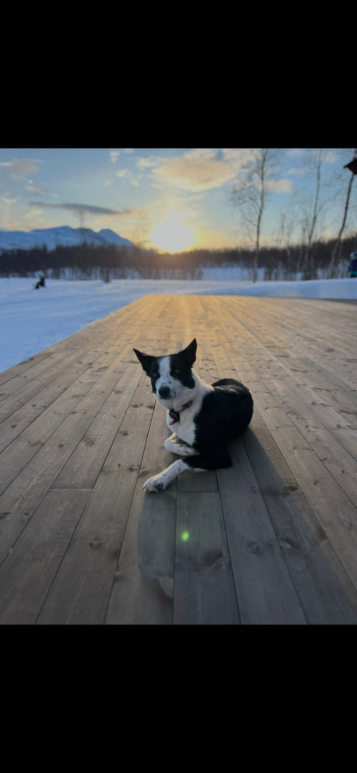 Border Collie tispe leter etter nytt hjem🖤