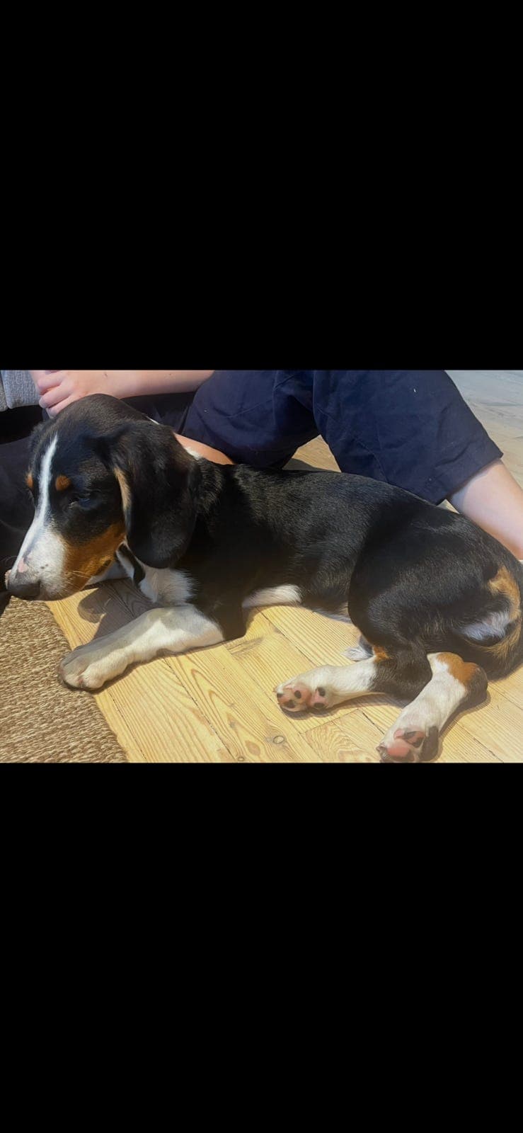 Drever valp tispe  4 måneder gammel