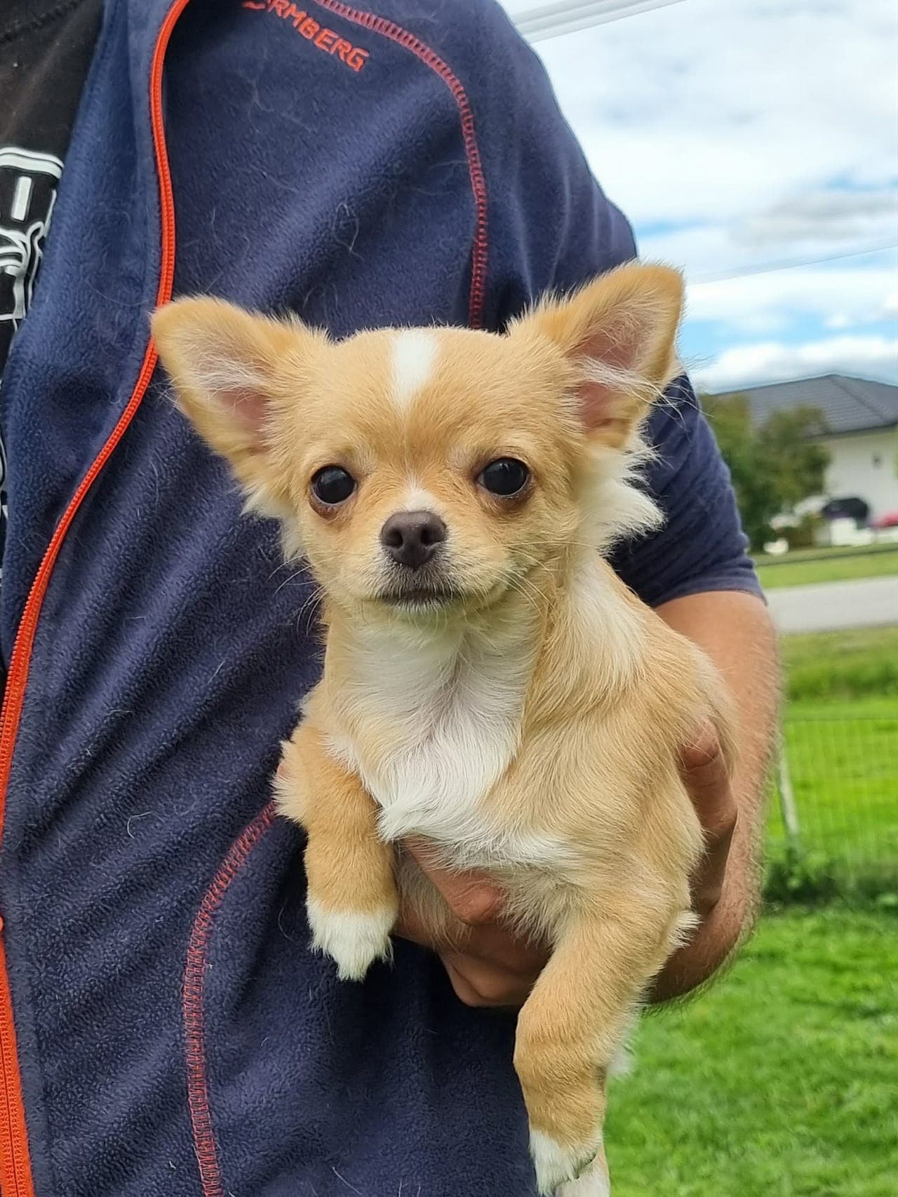 Langhåret chihuahua hannvalp reg. i NKK for salg