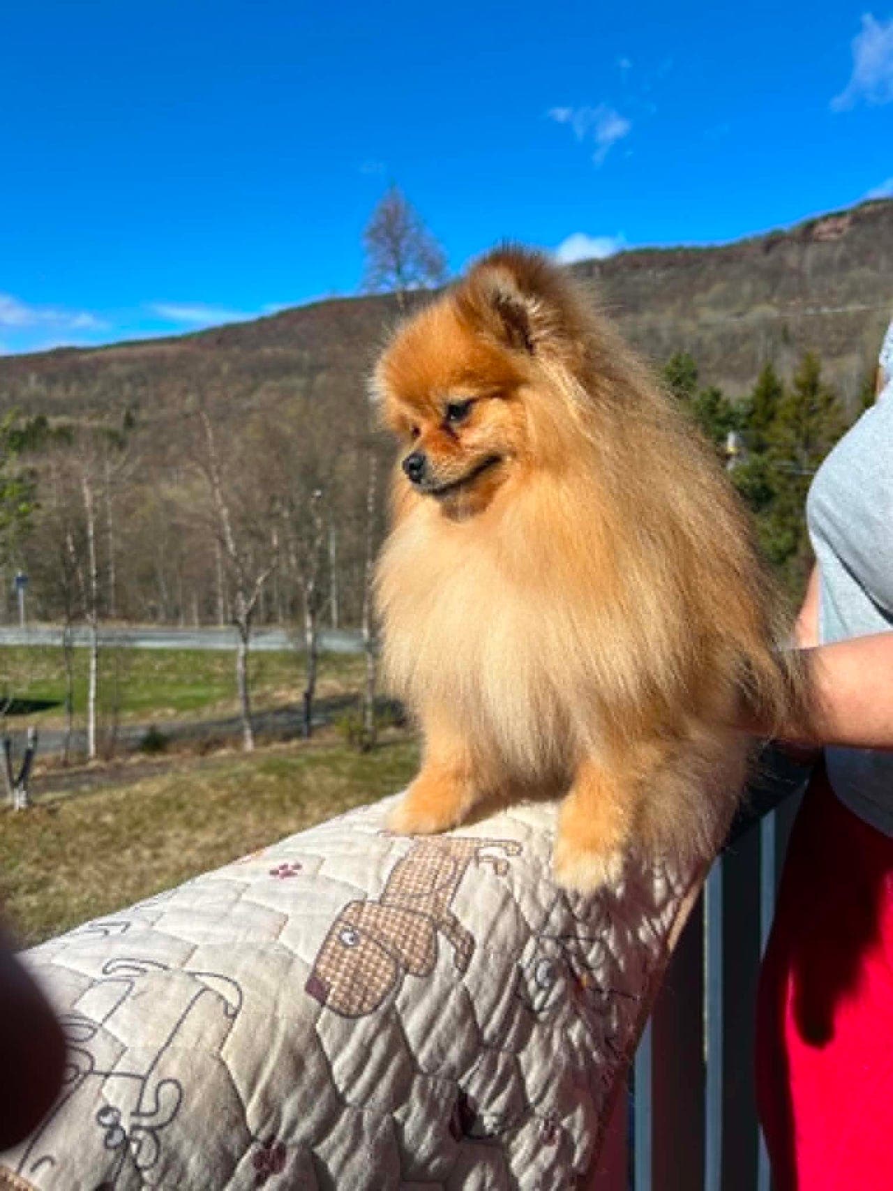 Nydelig Pomeranian tispe – 2 år – søker et kjærlig hjem
