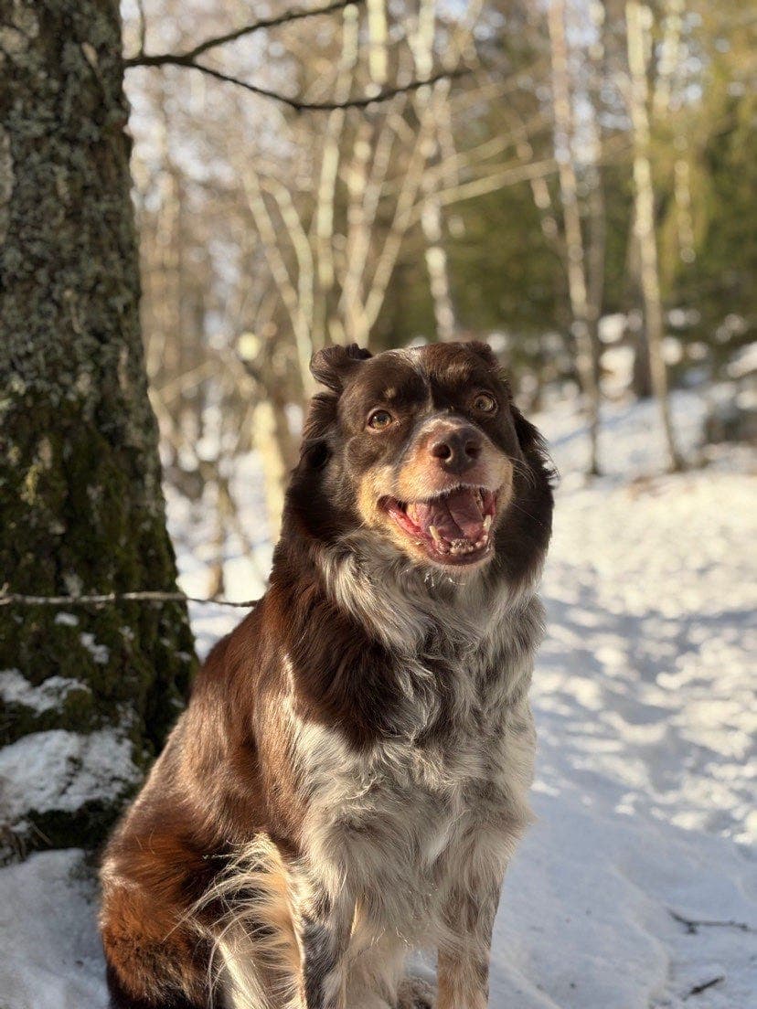 Verdens beste hund søker nytt hjem
