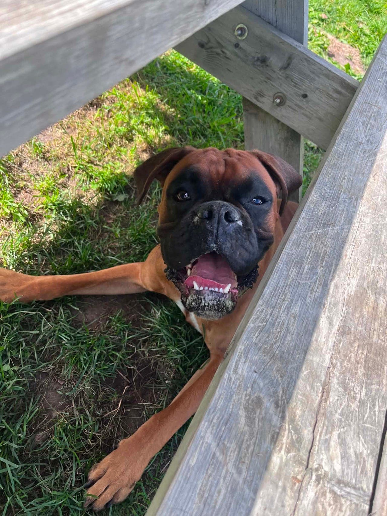 Boxer Prinsen På 1 år Søker Snarlig  Godt Hjem