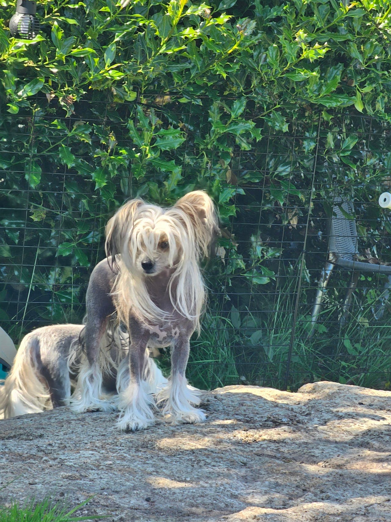 Chinese Crested jente