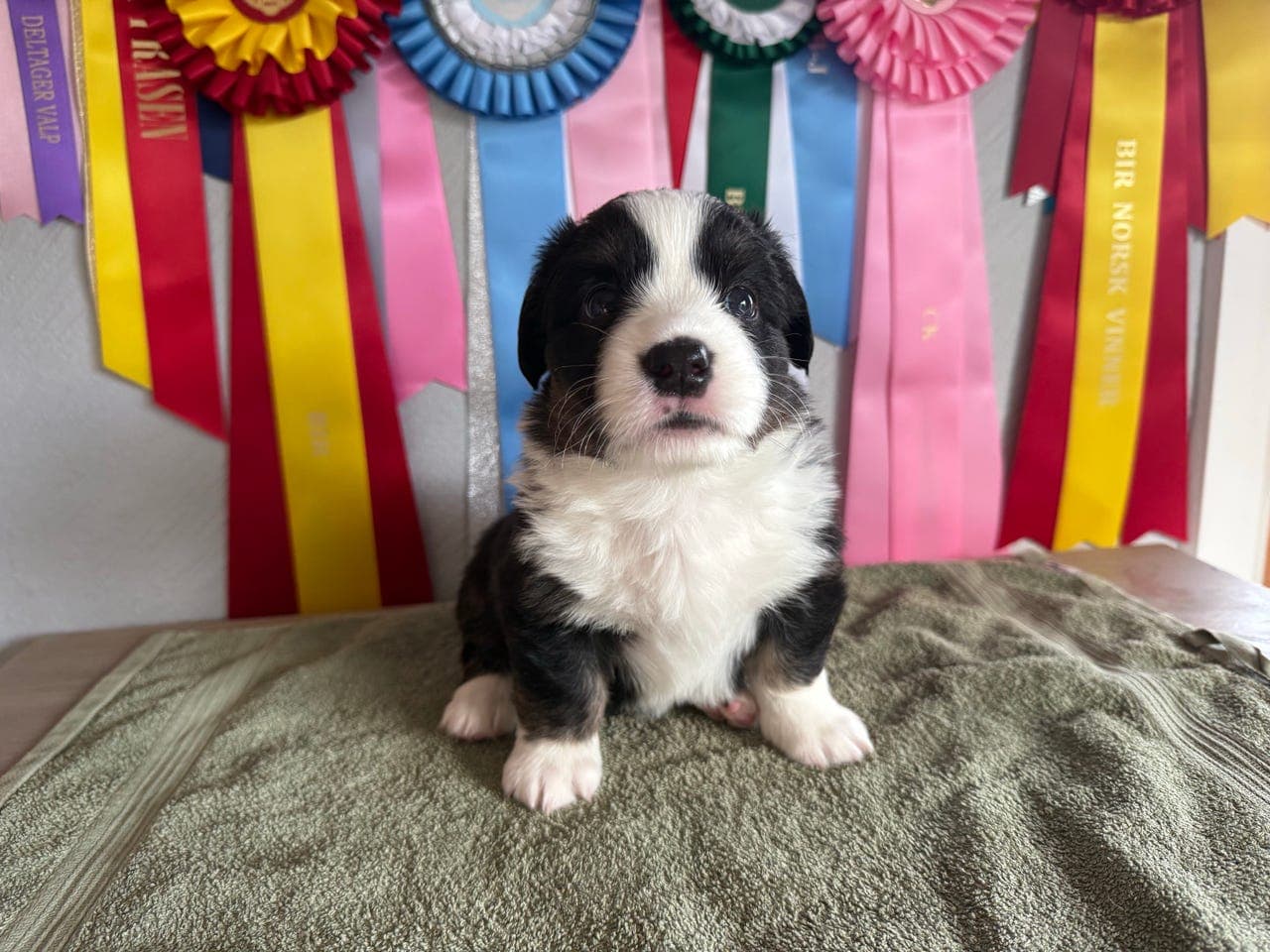 Welsh corgi cardigan