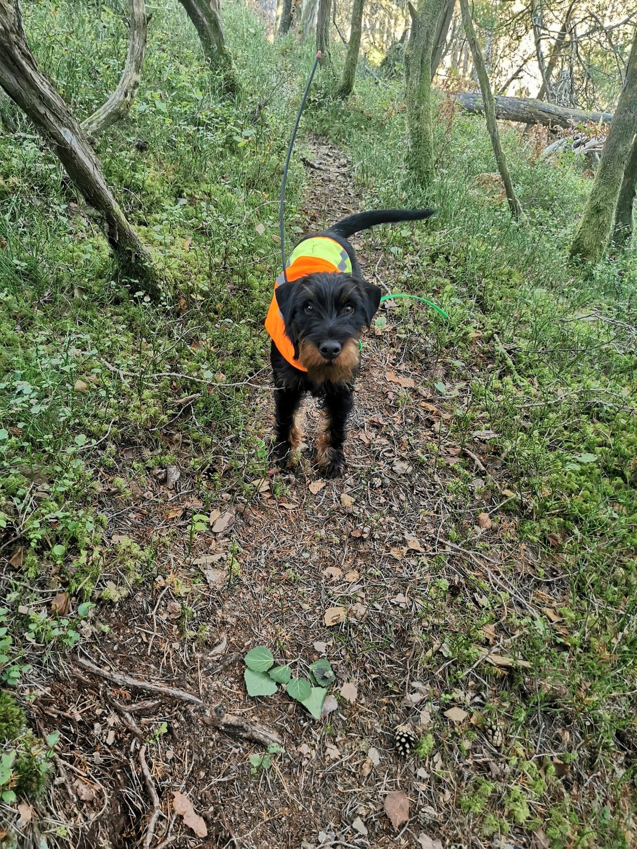 Jaktklar tysk jaktterrier selges.