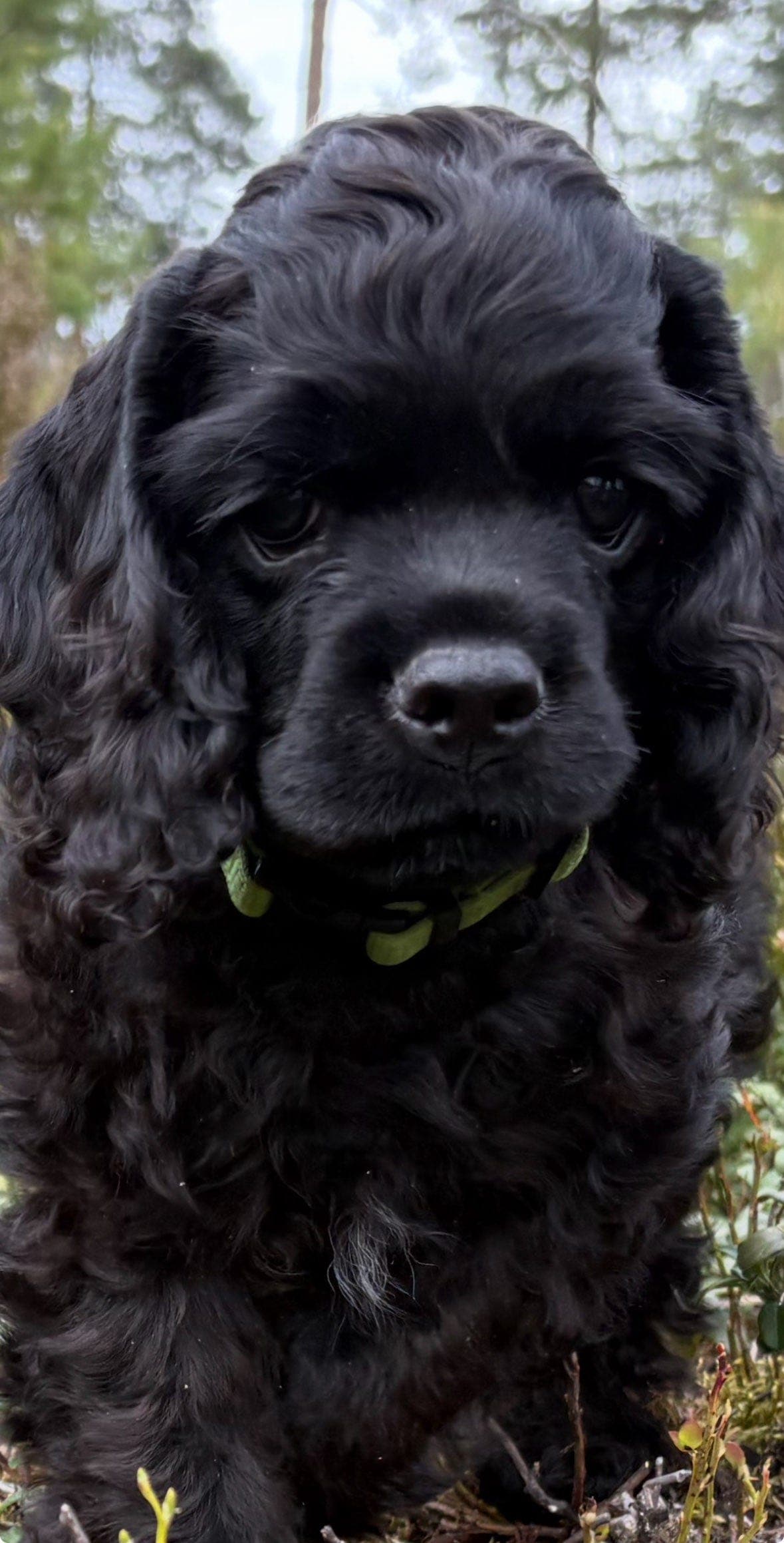 Am. Coker Spaniel ventes
