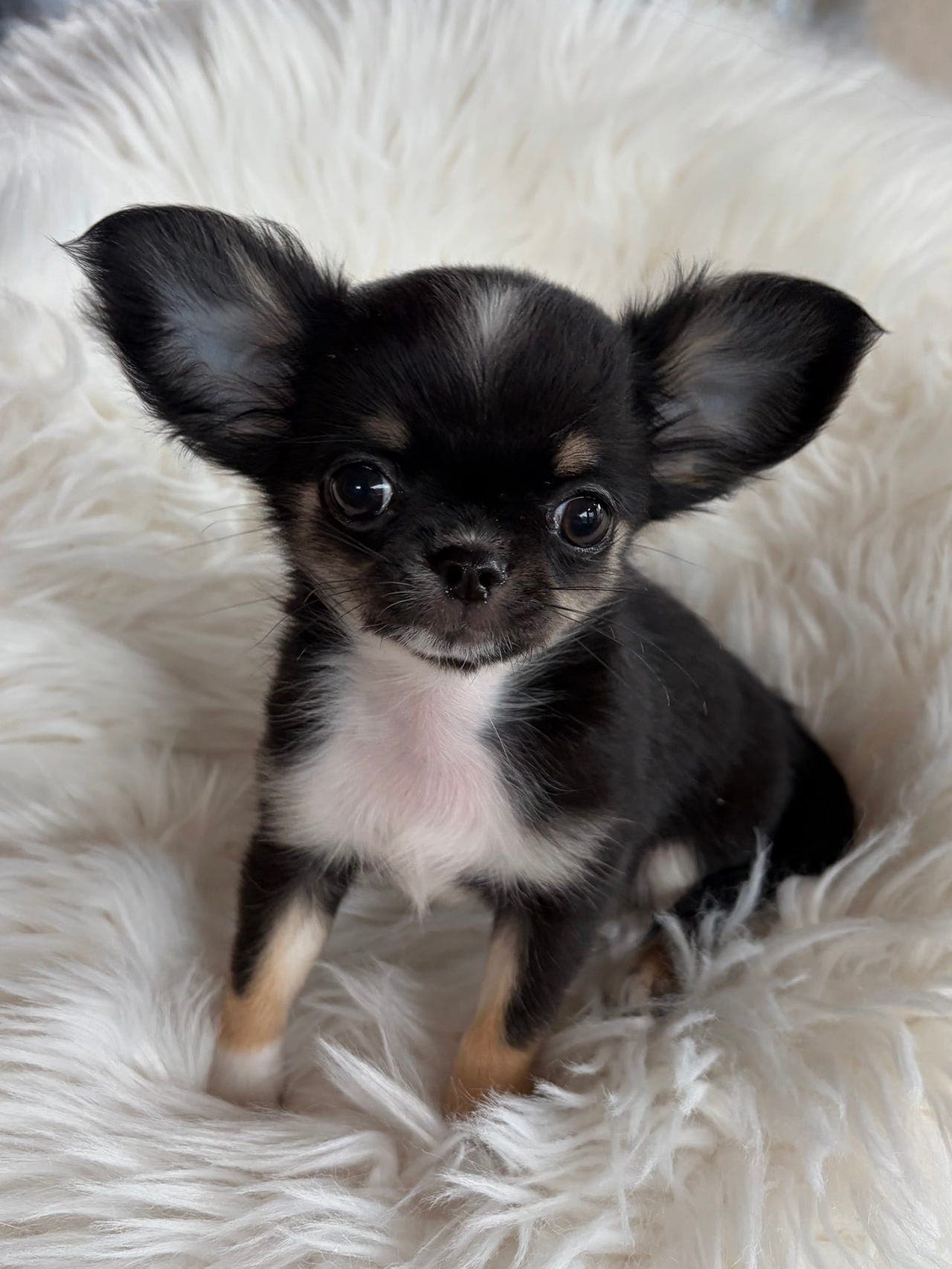 Herlige langhåret Chihuahua gutt med stamtavle er klare for sitt nye hjem.
