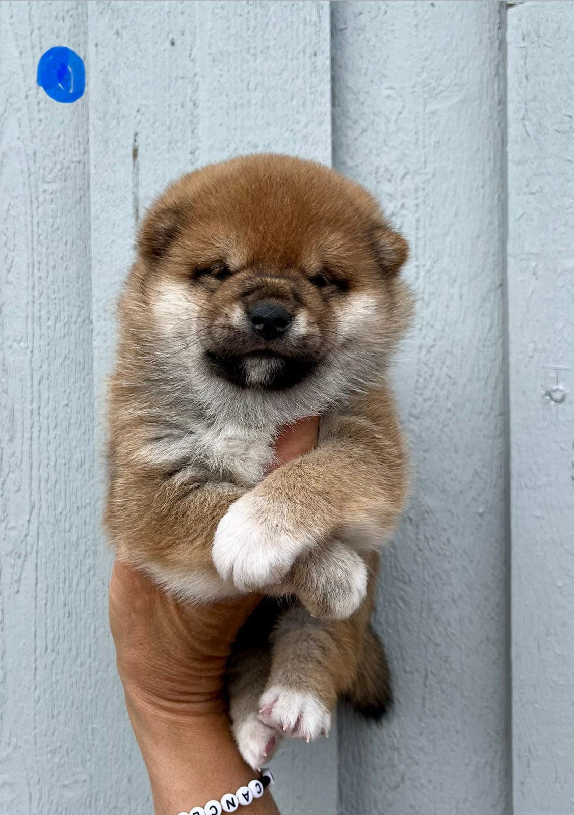 Shiba, hannvalp