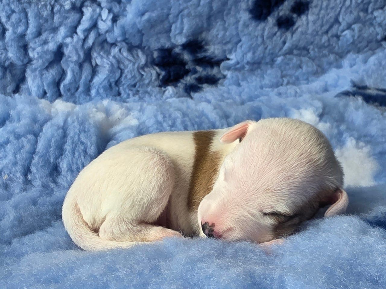Vakre whippetvalper