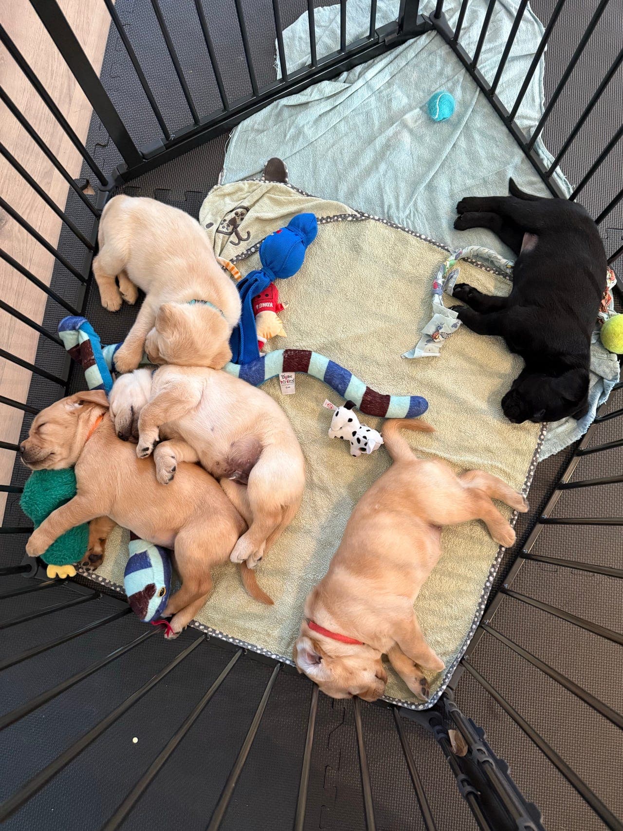 Labrador valper