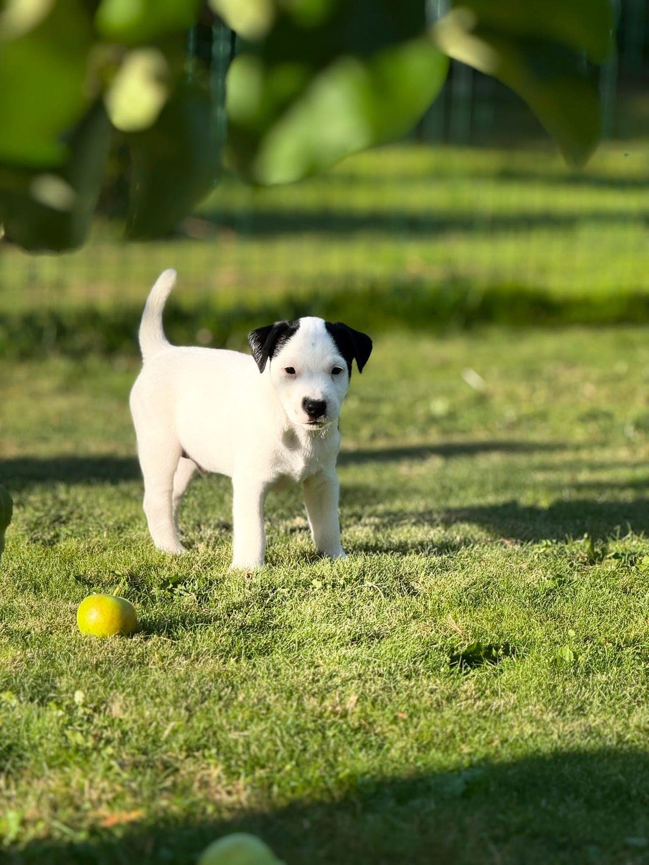Jack Russell-hannvalp
