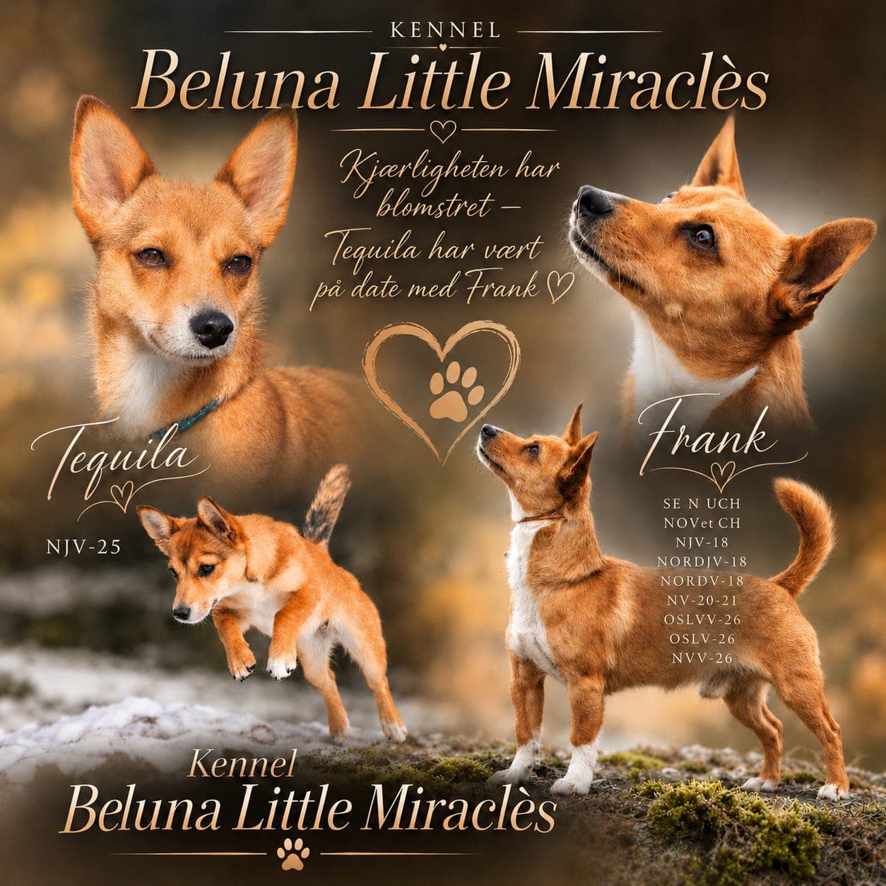 Beluna Little Miraclès venter Podengo valper