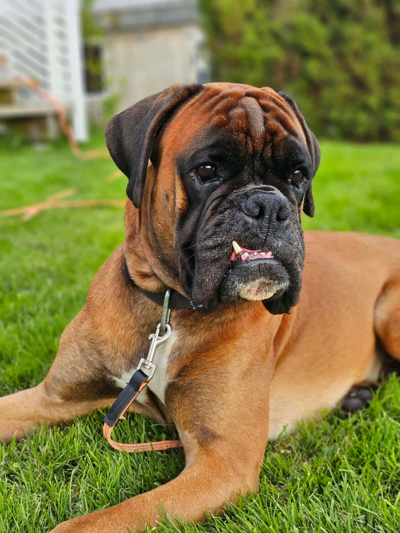 Nydelig Boxergutt trenger nytt hjem