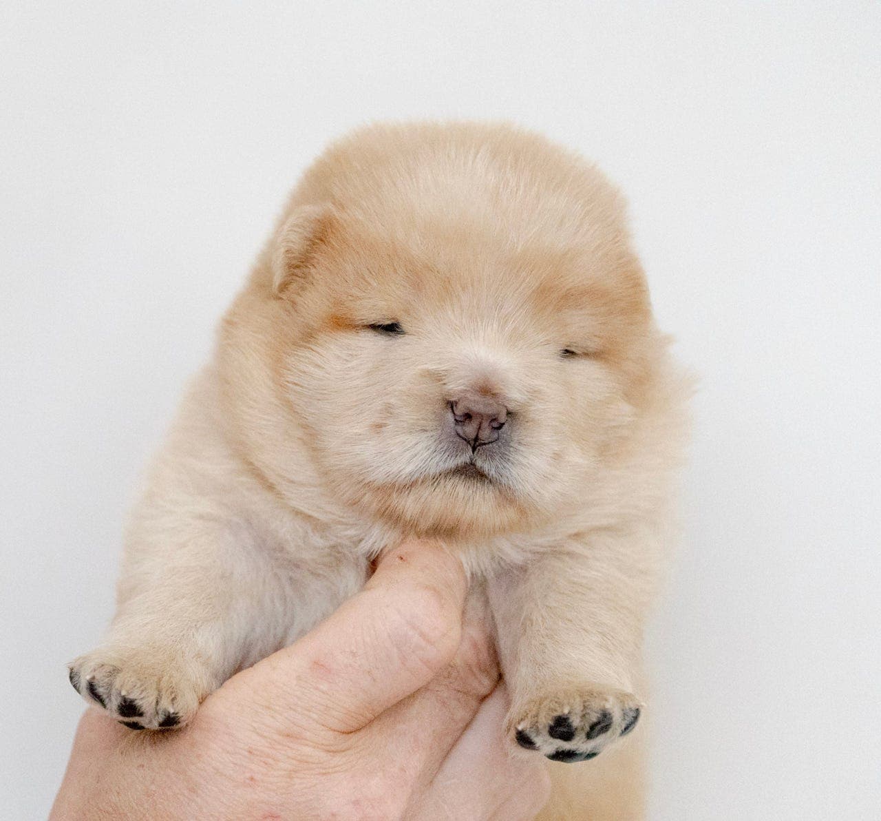 Chow chow kremfarge tispe