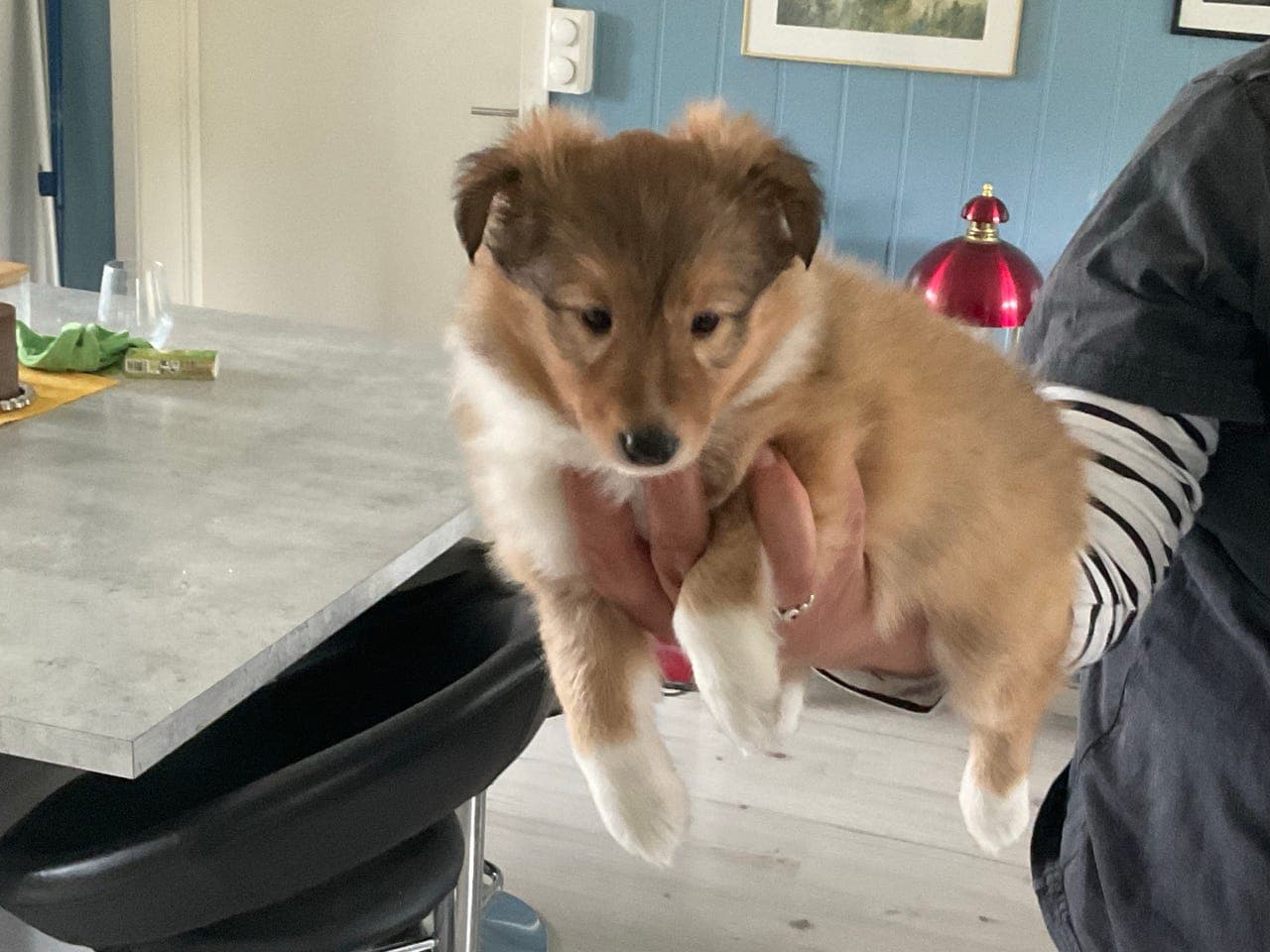 Shetland Sheepdog valper til salgs