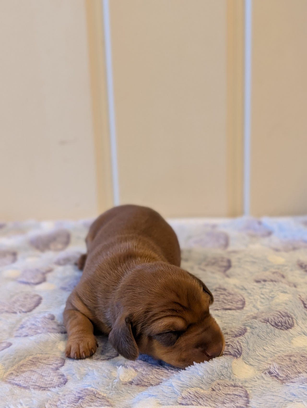 🐾 Dverg / kanin dachshund – eksklusivt kull med 3 nydelige valper ❤️