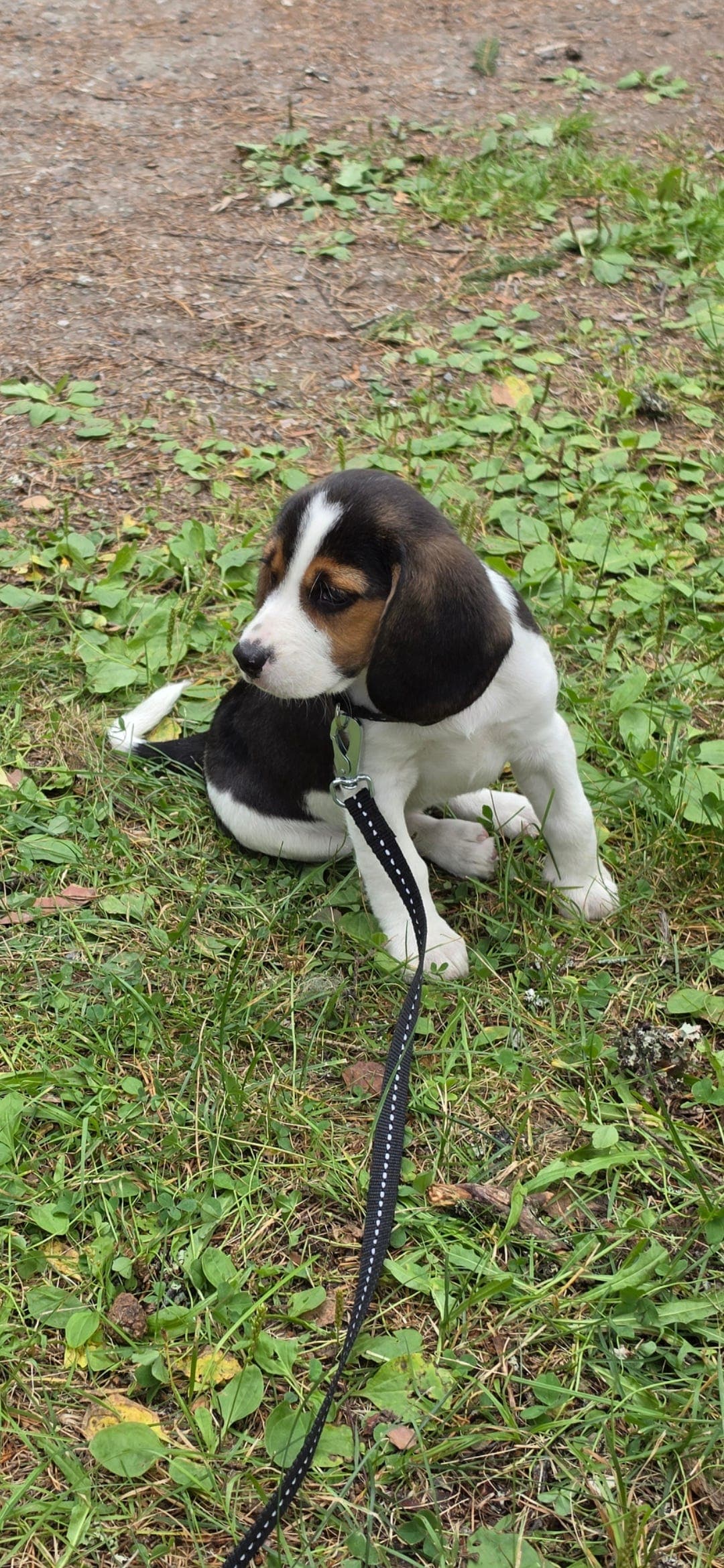 Leveringsklare Beagle Han