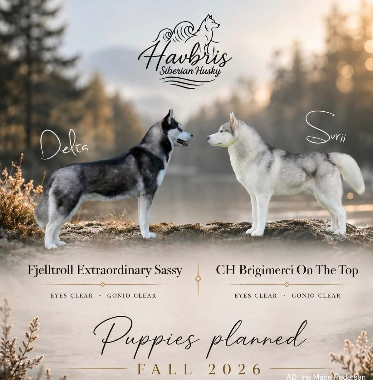 Siberian Husky