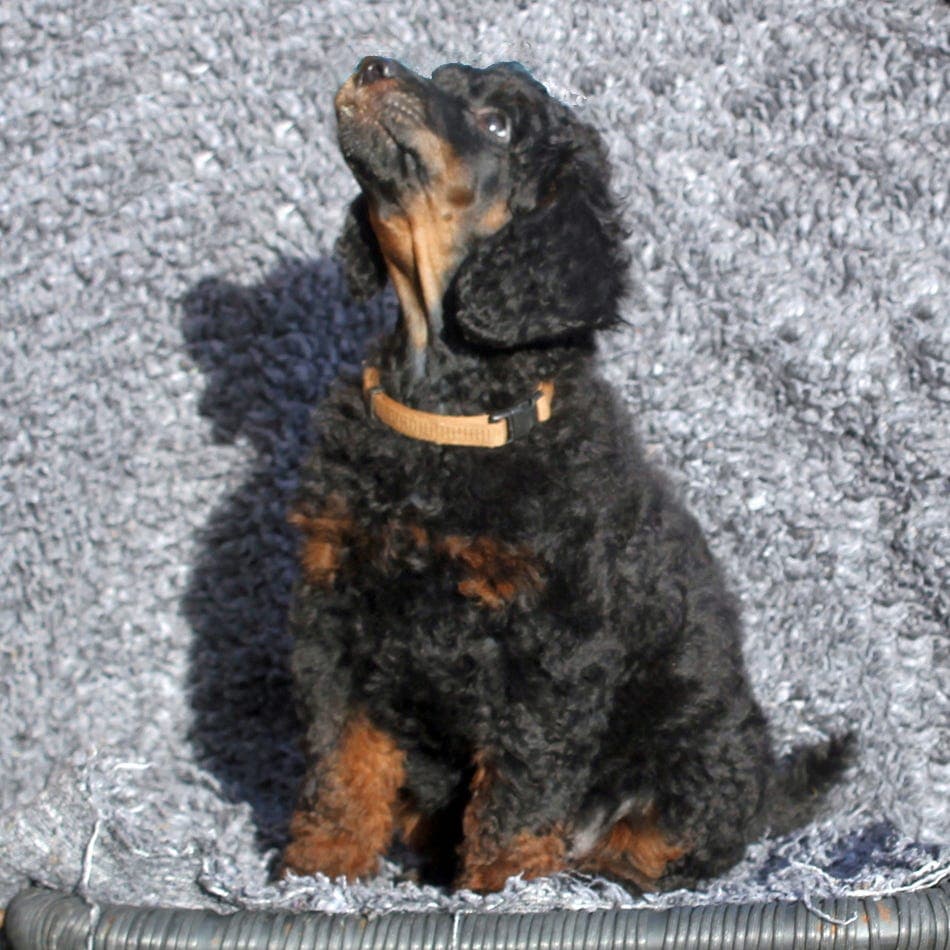 Mellompuddelvalper Lev.klare 20/9 Tofargede fra Kennel Dream Poodles