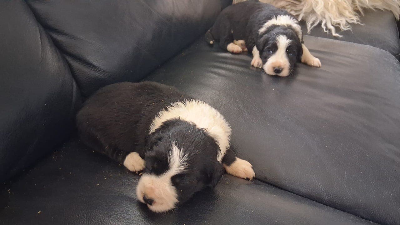 Langhåret Border Collie valper. 2 HANNER LEDIGE🐶