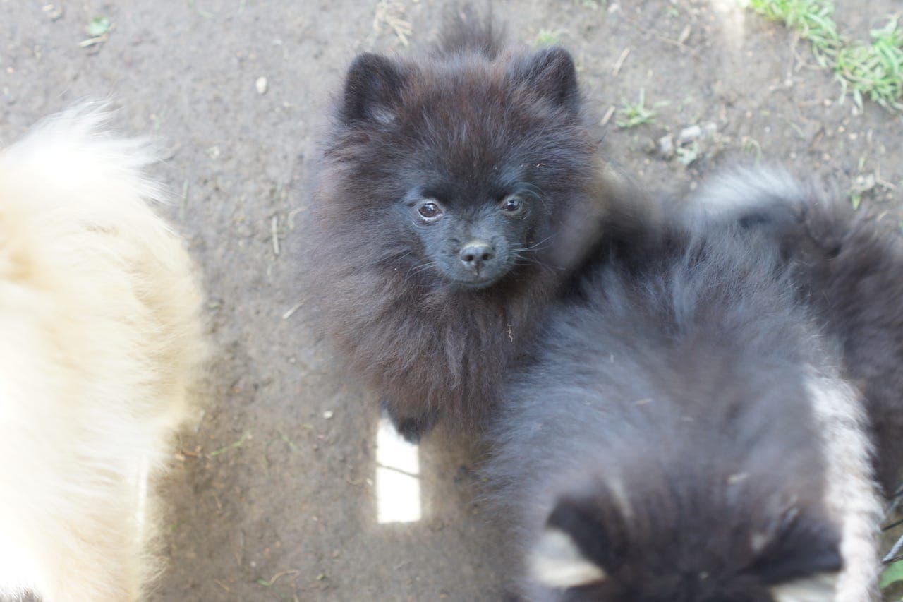 Valper pomeranian spitz