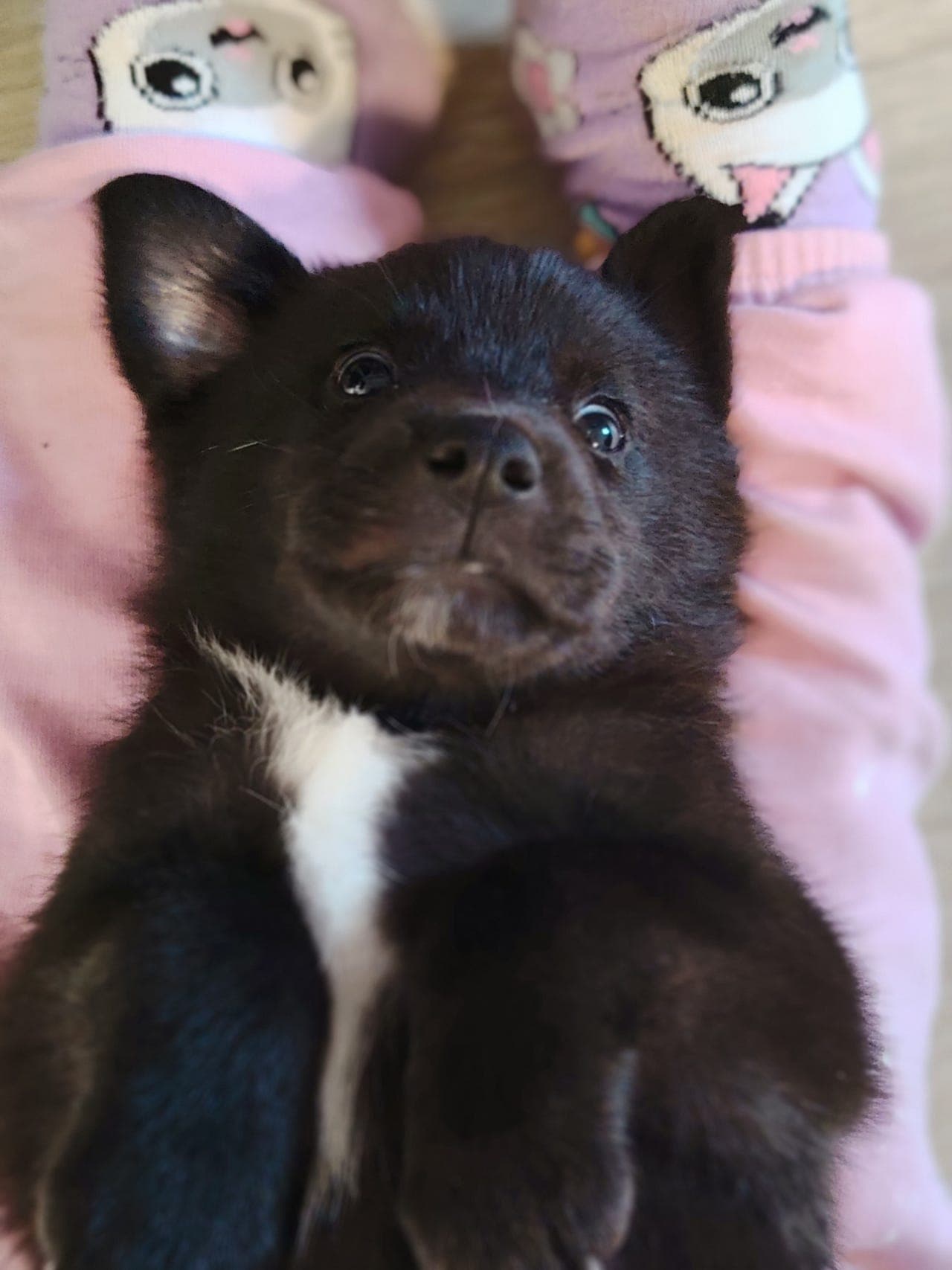 Sort norsk buhund hannvalp.