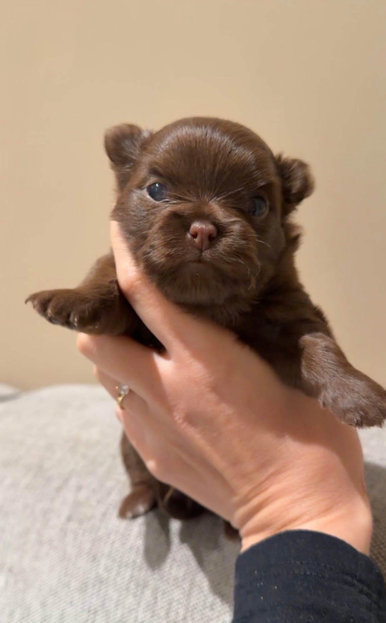 NKK - LH Chihuahua valper (helbrun)