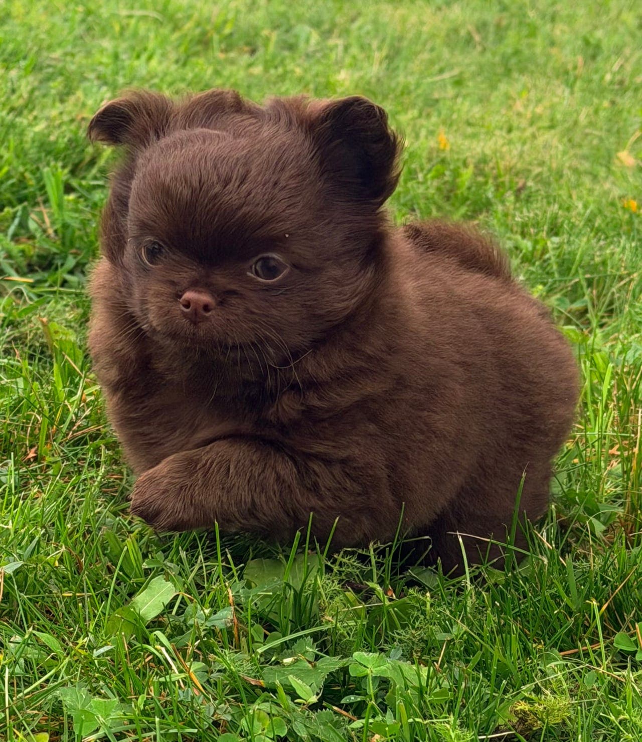 NKK - LH Chihuahua valper (helbrun)