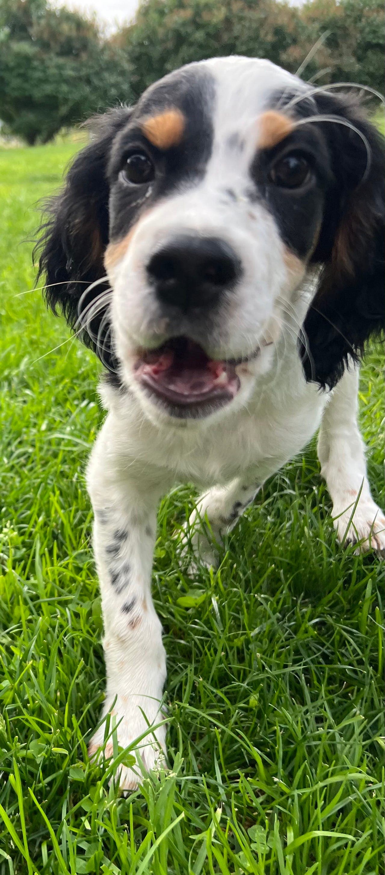 Engelsk setter valper