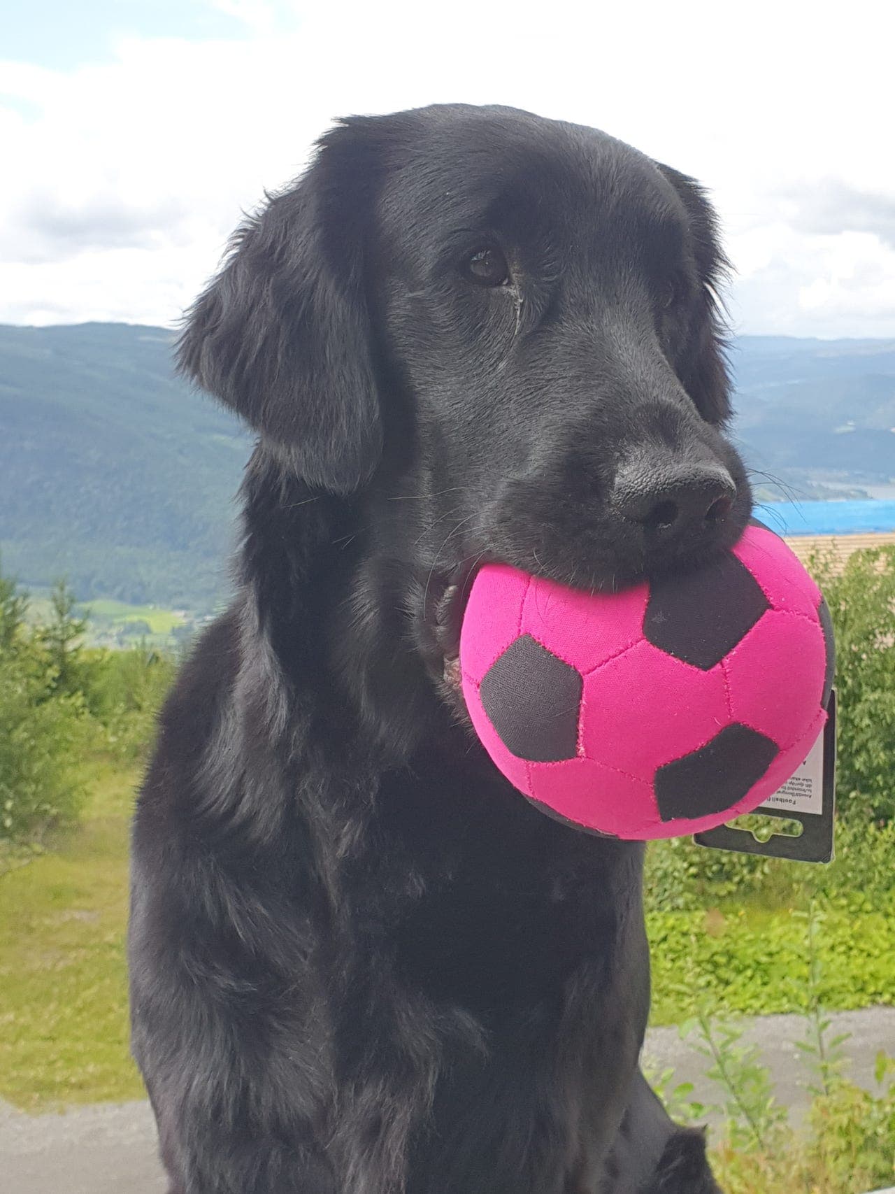 Flatcoated retriever valper